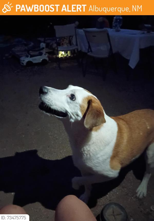 Found/Stray Male Dog last seen Carlisle and menaul, Albuquerque, NM 87110