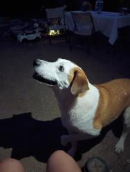 Found/Stray Male Dog last seen Carlisle and menaul, Albuquerque, NM 87110