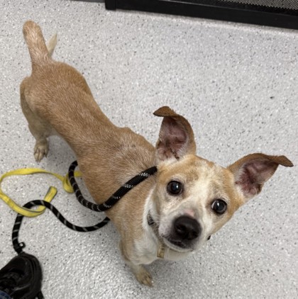 Shelter Stray Male Dog last seen Near Longfellow, Oakland, CA, 1101 29th Ave, Oakland, CA 94601, USA