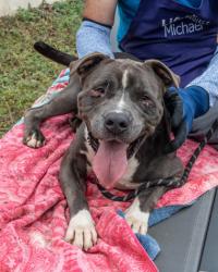 Shelter Stray Male Dog last seen Near Emerald Castle Drive, 30035, GA, 3280 Chamblee Dunwoody Rd, Chamblee, GA 30341, USA