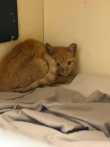 Shelter Stray Unknown Cat last seen Near Buford Hwy NE, Atlanta, GA 30345, 30345, GA, 3280 Chamblee Dunwoody Rd, Chamblee, GA 30341, USA