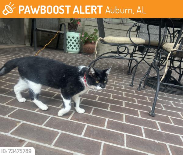 Found/Stray Unknown Cat last seen Fairway Drive-Moore’s Mill, Auburn, AL 36830