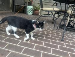 Found/Stray Unknown Cat last seen Fairway Drive-Moore’s Mill, Auburn, AL 36830