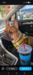 Reunited Male Dog last seen Van Buren and Garfield, Riverside, CA 92503