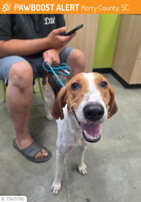 Found/Stray Female Dog last seen Old Highway 90 near Copper Pointe, Horry County, SC 29526