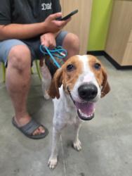 Found/Stray Female Dog last seen Old Highway 90 near Copper Pointe, Horry County, SC 29526