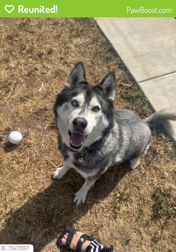 Reunited Male Dog last seen Near Garrett Ave, Chula Vista, CA 91910, USA, Chula Vista, CA 91910