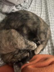 Lost Female Cat last seen West haven church off of 40, Tonganoxie, KS 66086