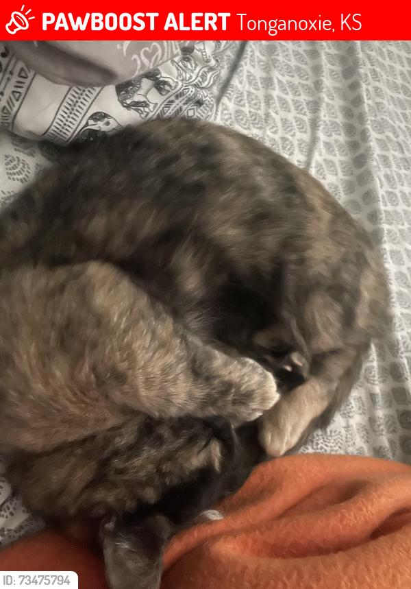 Lost Female Cat last seen West haven church off of 40, Tonganoxie, KS 66086