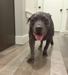 Reunited Male Dog last seen W devitt and green ave, Fort Worth, TX 76110