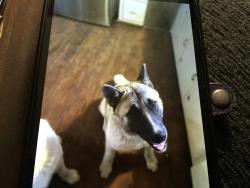 Found/Stray Male Dog last seen 13th st, kannapolis Nc, Kannapolis, NC 28083