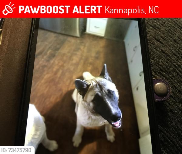 Found/Stray Male Dog last seen 13th st, kannapolis Nc, Kannapolis, NC 28083