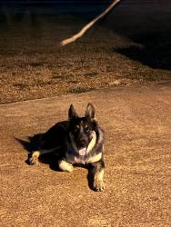 Found/Stray Unknown Dog last seen Gladiola Street, Country Terrace, TX 77562
