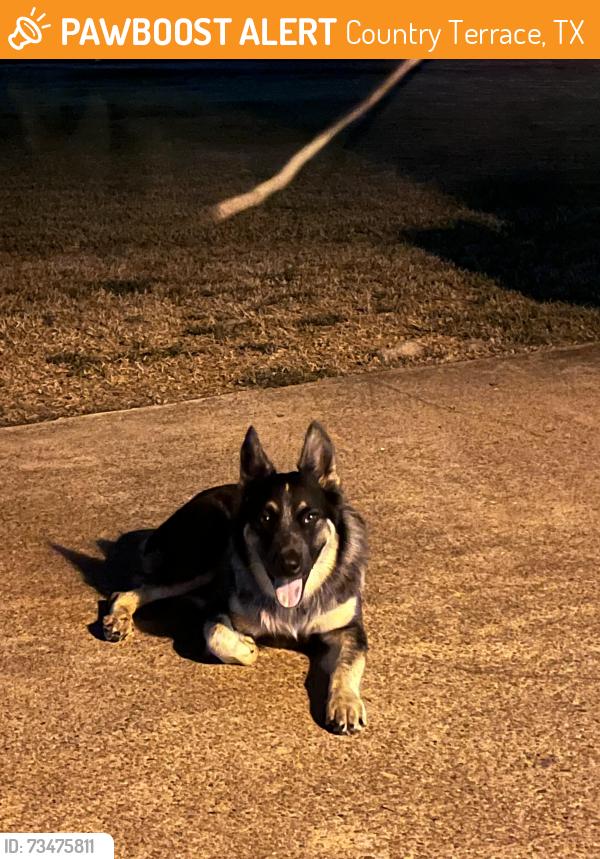 Found/Stray Unknown Dog last seen Gladiola Street, Country Terrace, TX 77562