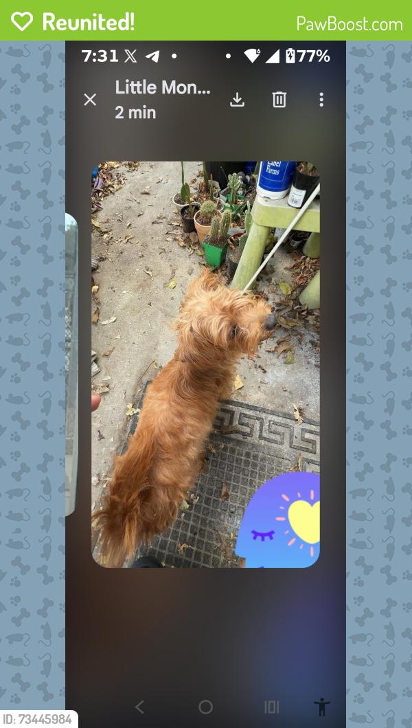 Reunited Female Dog last seen 25th St, Fort, Worth TX, Fort Worth, TX 76164