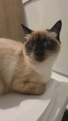 Reunited Female Cat last seen In between homes at ch Morley-Walters, Gatineau, QC J9J 0N8