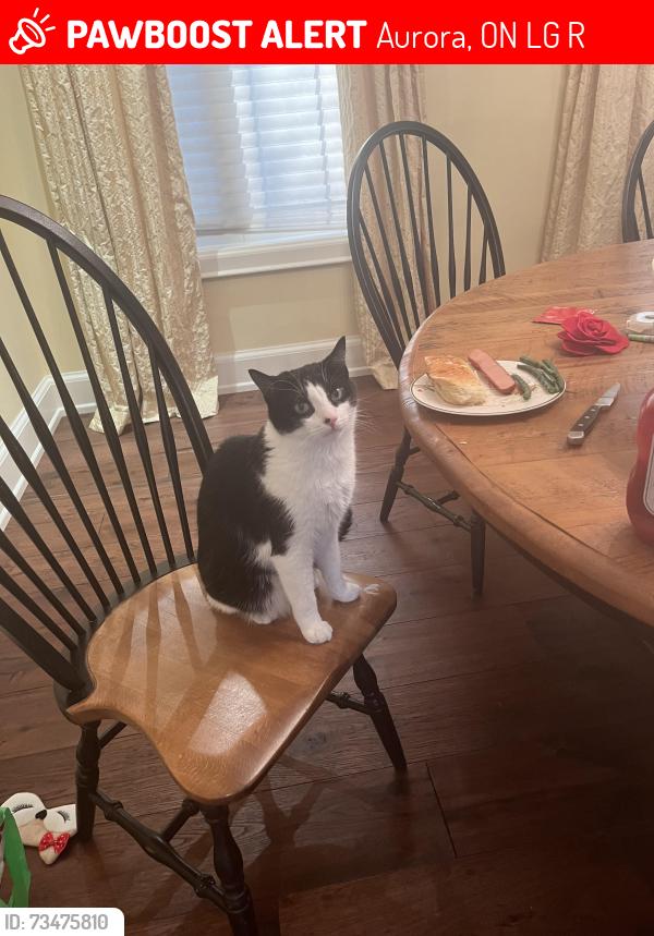 Lost Male Cat last seen kennedy street, Aurora, ON L4G 2R4