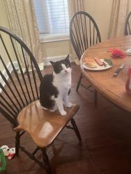Lost Male Cat last seen kennedy street, Aurora, ON L4G 2R4