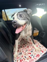 Reunited Female Dog last seen Pearl ave and sixth st., Redlands, CA 92374