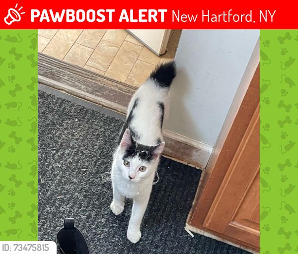 Lost Female Cat last seen Behind Red Samurai restaurant, New Hartford, NY 13413