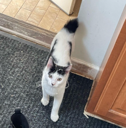 Lost Female Cat last seen Behind Red Samurai restaurant, New Hartford, NY 13413