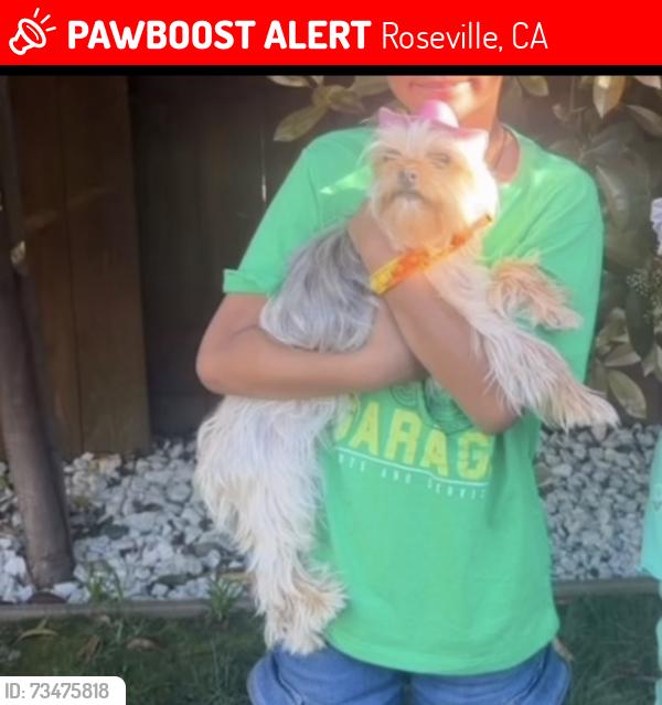 Lost Female Dog last seen Sie, Roseville, CA 95678