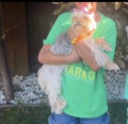 Lost Female Dog last seen Sie, Roseville, CA 95678