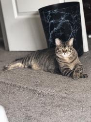 Lost Male Cat last seen Country Hill Dr. & 40th St., Ogden, UT 84403