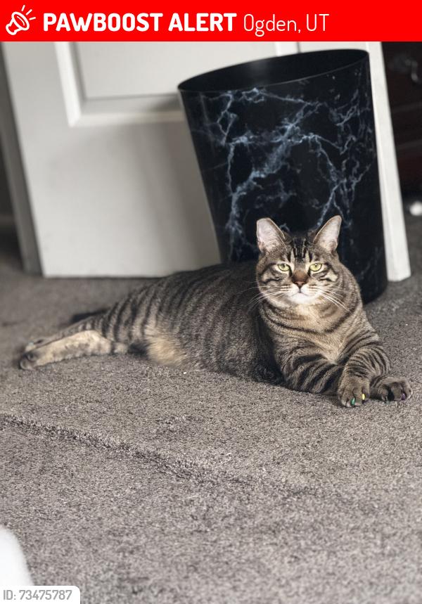 Lost Male Cat last seen Country Hill Dr. & 40th St., Ogden, UT 84403