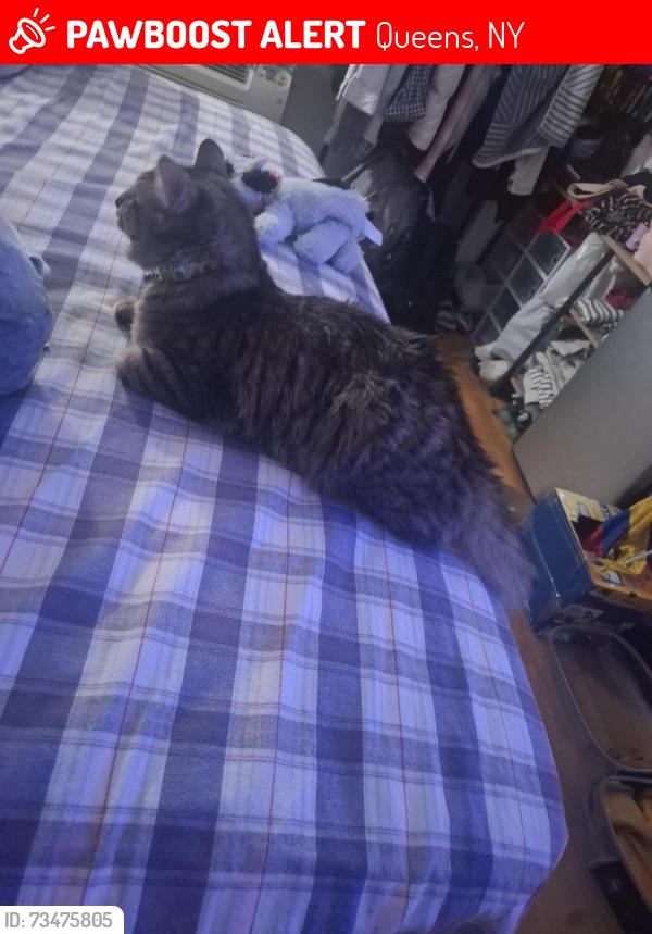 Lost Male Cat last seen Near 104TH, Queens, NY 11368