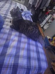 Lost Male Cat last seen Near 104TH, Queens, NY 11368