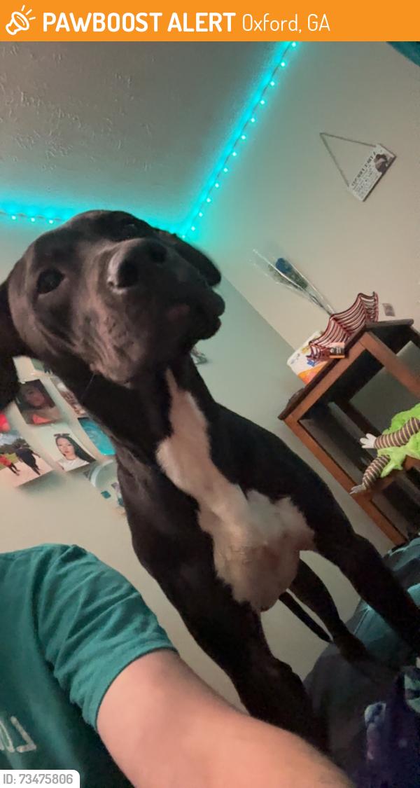 Found/Stray Male Dog last seen Emory st, Oxford, GA 30054