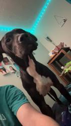 Found/Stray Male Dog last seen Emory st, Oxford, GA 30054