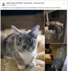 Found/Stray Unknown Cat last seen Surprise AZ, Surprise, AZ 85374