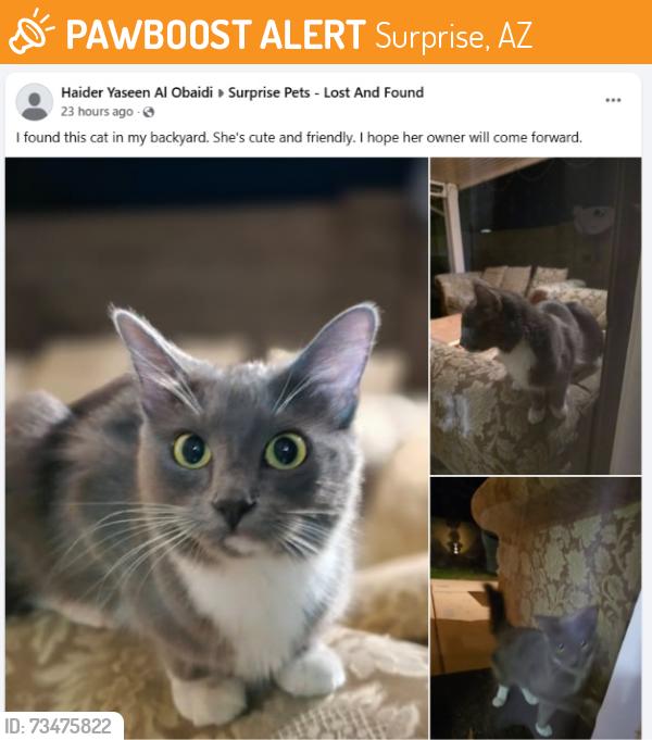 Found/Stray Unknown Cat last seen Surprise AZ, Surprise, AZ 85374