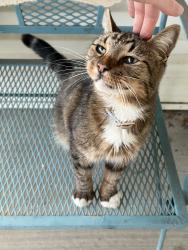 Found/Stray Unknown Cat last seen Walmart on 17, neighborhood across Hartwood highschool, Fredericksburg, VA 22406