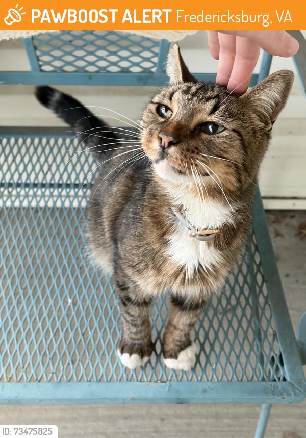 Found/Stray Unknown Cat last seen Walmart on 17, neighborhood across Hartwood highschool, Fredericksburg, VA 22406