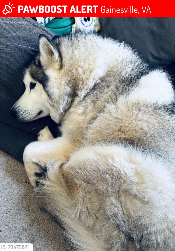 Lost Male Dog last seen Old Carolina Rd & Somerset Crossing, Gainesville, VA 20155