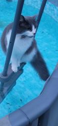 Lost Female Cat last seen 90th & 118, Delta, BC V4C 3H5