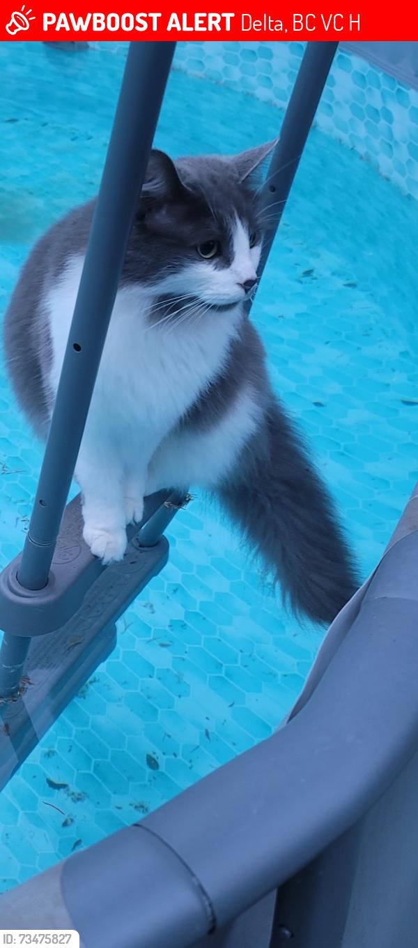 Lost Female Cat last seen 90th & 118, Delta, BC V4C 3H5