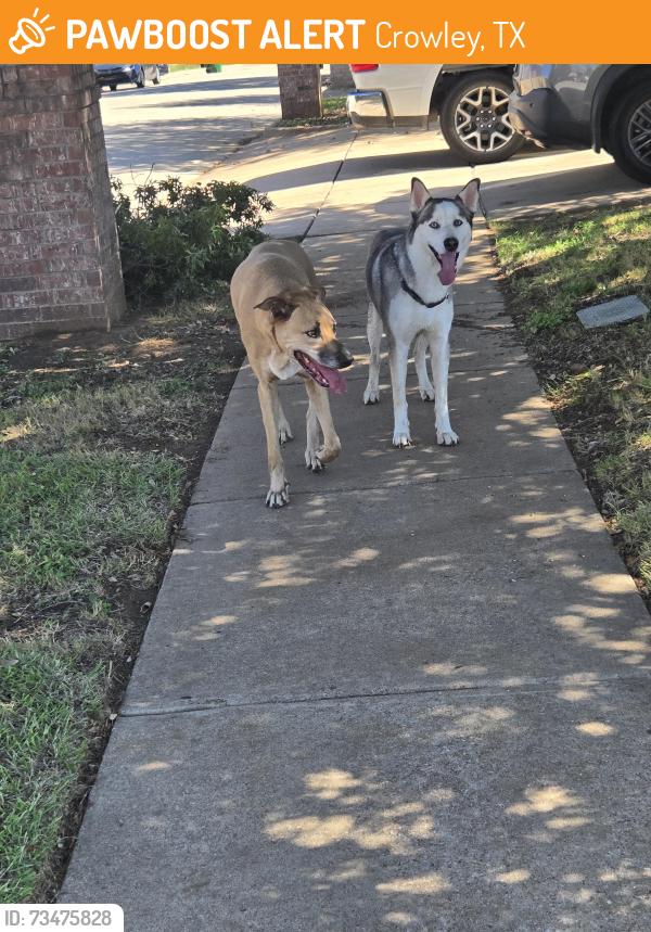 Found/Stray Unknown Dog last seen Mast and Brookbank, Crowley, TX 76036