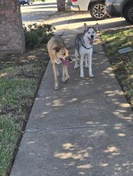 Found/Stray Unknown Dog last seen Mast and Brookbank, Crowley, TX 76036