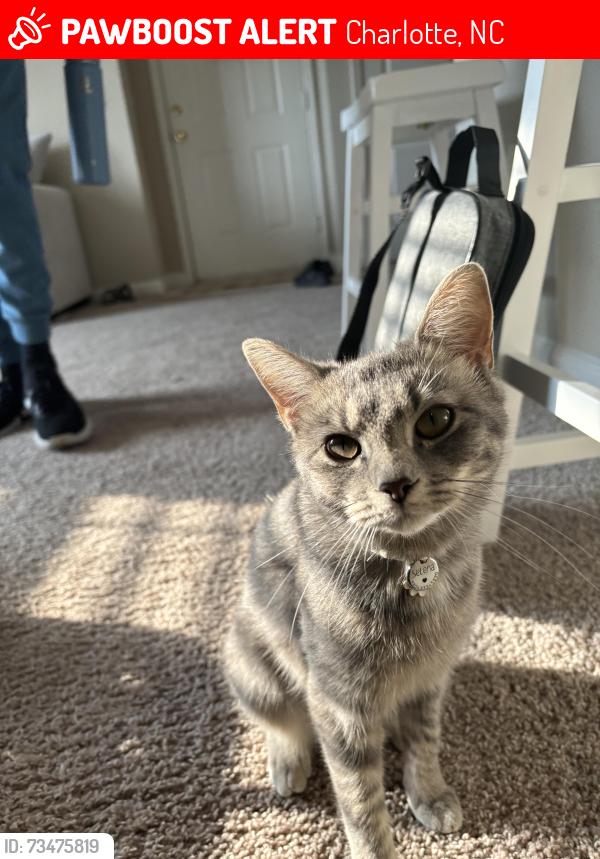 Lost Female Cat last seen Ballantyne Commons Road, Charlotte, NC 28277