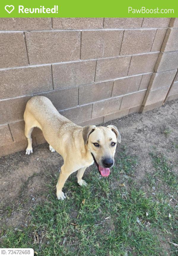 Reunited Unknown Dog last seen Near Ken McDonald golf course, Tempe, AZ 85283