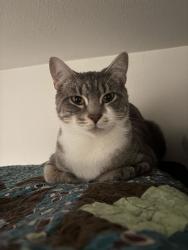 Shelter Stray Female Cat last seen Taylors Ferry, OR, 1700 W Historic Columbia River Hwy, Troutdale, OR 97060, USA