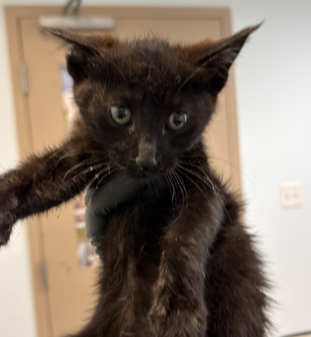 Shelter Stray Male Cat last seen Near National Avenue, San Diego, CA, 92113, 5500 Gaines St, San Diego, CA 92110, USA