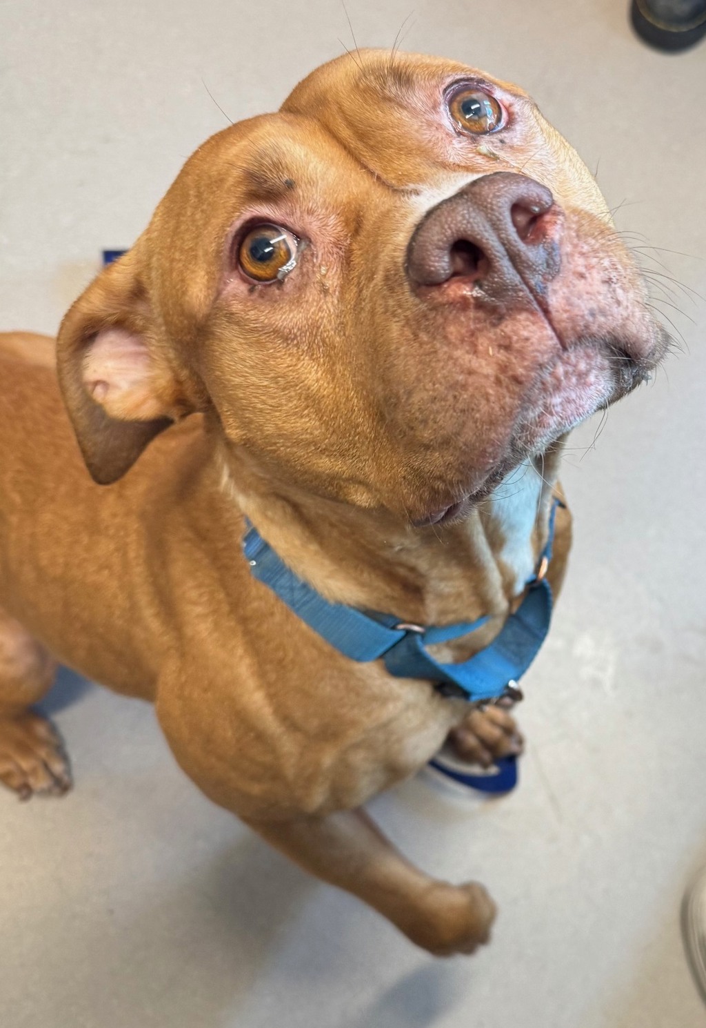 Shelter Stray Female Dog last seen Near N Marshall Avenue, El Cajon, CA, 92021, El Cajon, CA 92020, USA