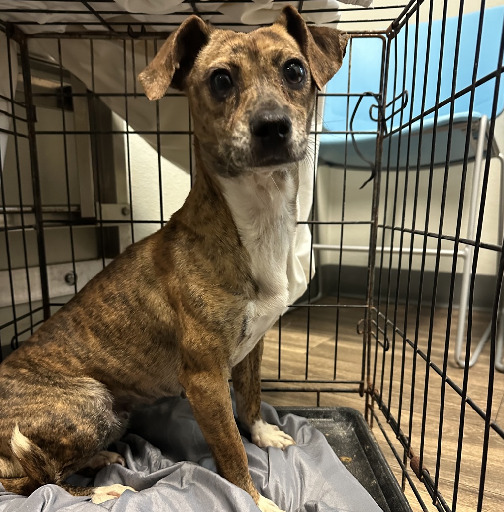 Shelter Stray Female Dog last seen Near Jackson Street, San Diego, CA, 92110, 5500 Gaines St, San Diego, CA 92110, USA