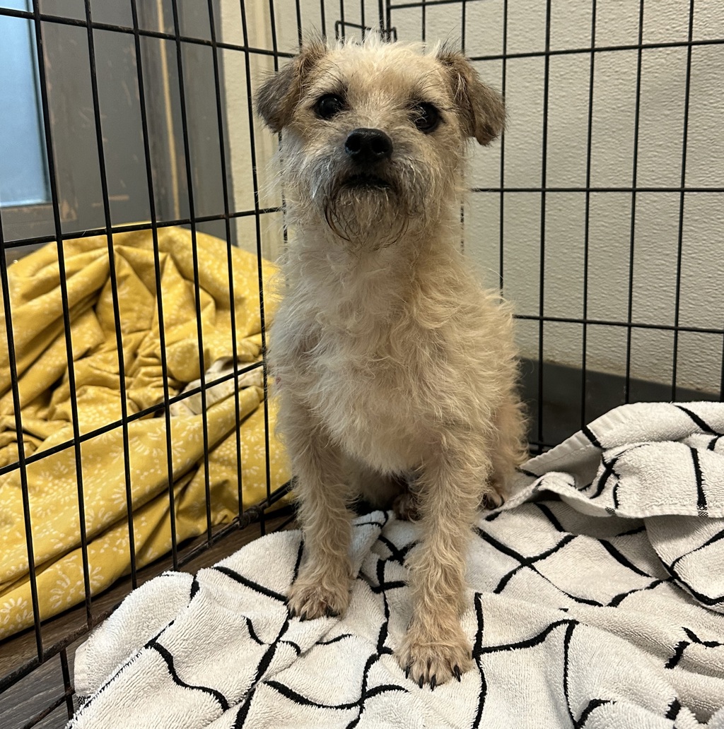 Shelter Stray Male Dog last seen Near Jackson Street, San Diego, CA, 92110, 5500 Gaines St, San Diego, CA 92110, USA