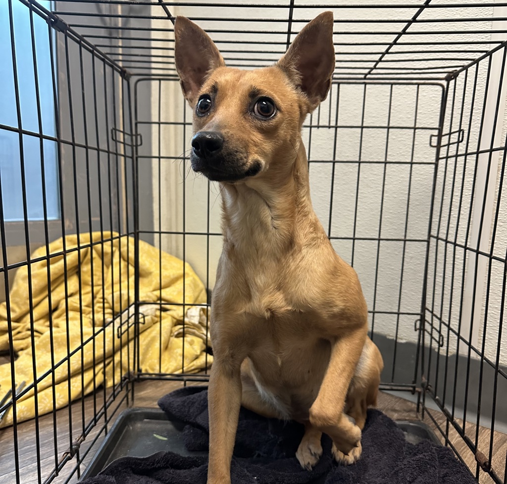 Shelter Stray Female Dog last seen Near Jackson Street, San Diego, CA, 92110, 5500 Gaines St, San Diego, CA 92110, USA